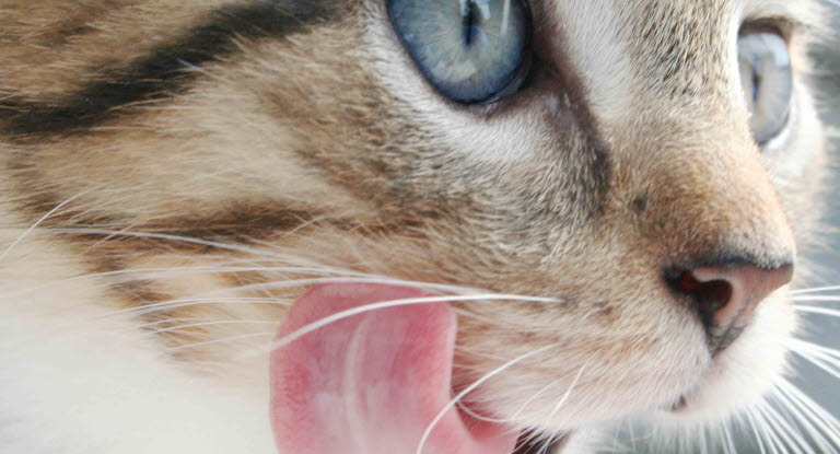 Dålig andedräkt vanligt kattproblem Agria Eläinvakuutus